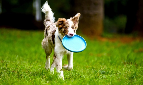 Pet Friendly Areas Cover Image Pet Friendly Areas Cover Image
